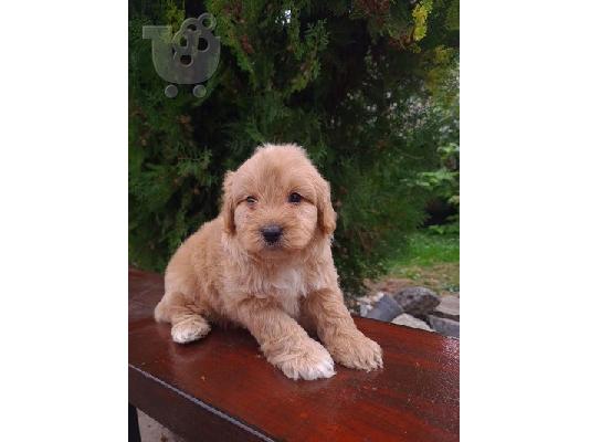 PoulaTo: Goldendoodle